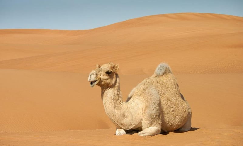 Camel Safari